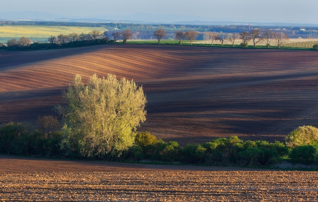 Kwitnące drzewa na tle pól o zachodzie słońca na wiosnę