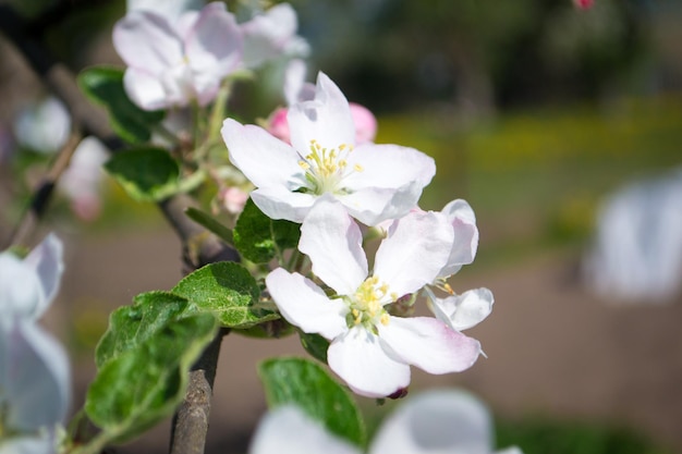 Kwitnące drzewa wiosną Apple kolor Miód roślin