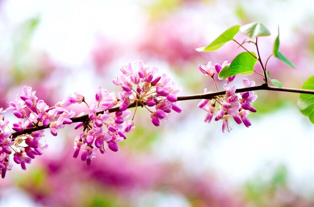 Kwitnące Drzewo Judasza. Cercis Siliquastrum, Canadensis, Wschodni Redbud.