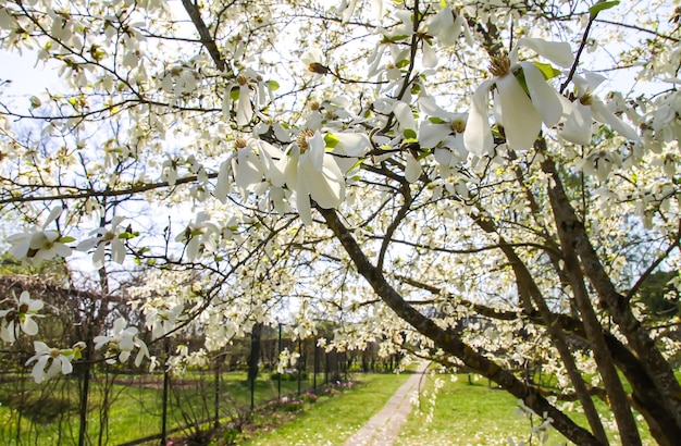 Kwitnące drzewo magnolii na wiosnę