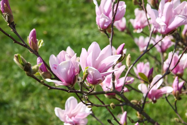 Kwitnące drzewo magnolii na wiosnę
