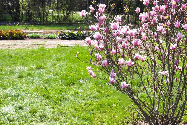 Kwitnące drzewo magnolii na wiosnę