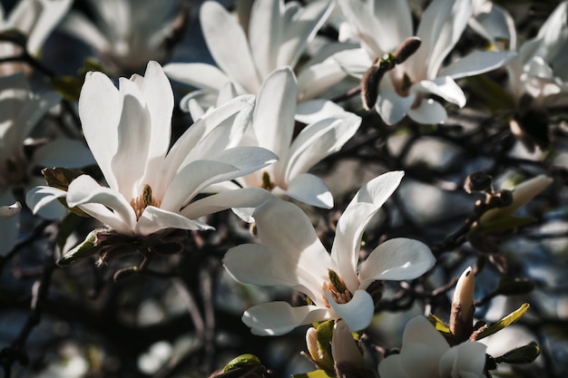 Kwitnące drzewo magnolii