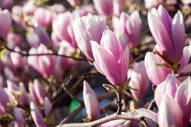 Kwitnące Drzewo Magnolii