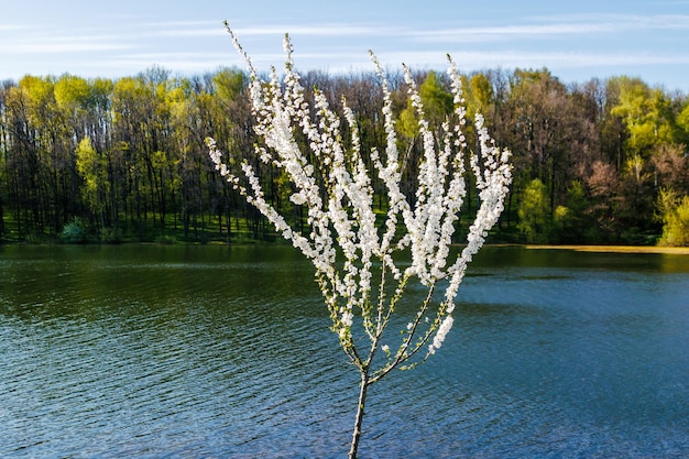 Kwitnące drzewo na brzegu jeziora w parku