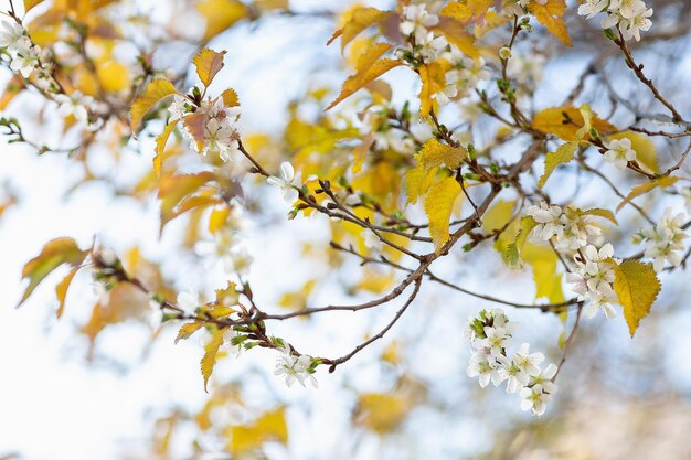 Kwitnące drzewo o jesieni wiśniowy zbliżenie brunch