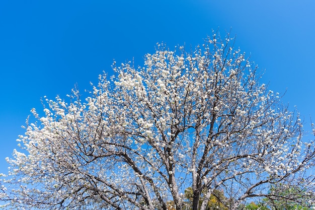 Kwitnące drzewo sakura na słonecznym błękitnym niebie na wiosnę