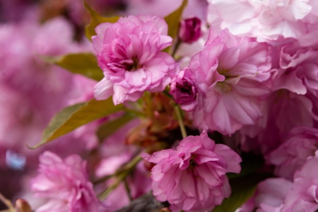 Kwitnące drzewo sakura różowe kwiaty wiśnia na gałązce w ogrodzie w wiosenny dzień na tle błękitnego nieba