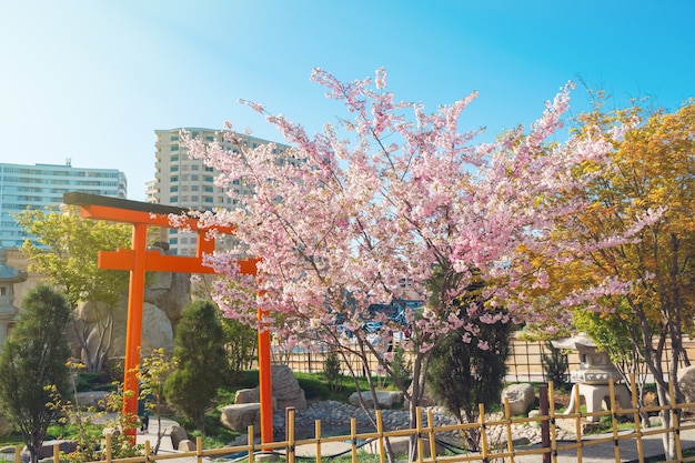 Kwitnące drzewo sakura w parku miejskim