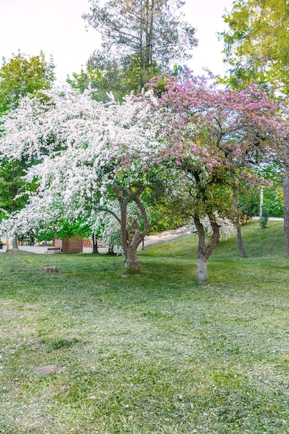 Kwitnące drzewo w parku miejskim