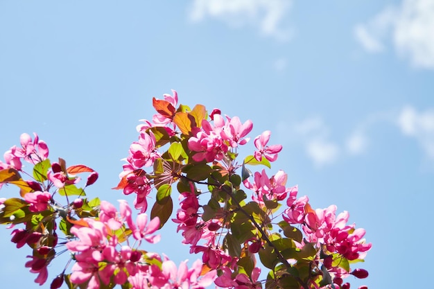 kwitnące drzewo wiosną z kwiatami natura tło ze światłem słonecznym