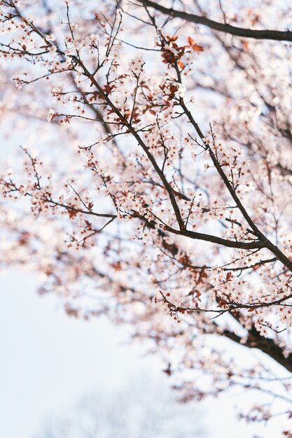 Kwitnące drzewo z różowymi kwiatami w wiosennym zbliżeniu