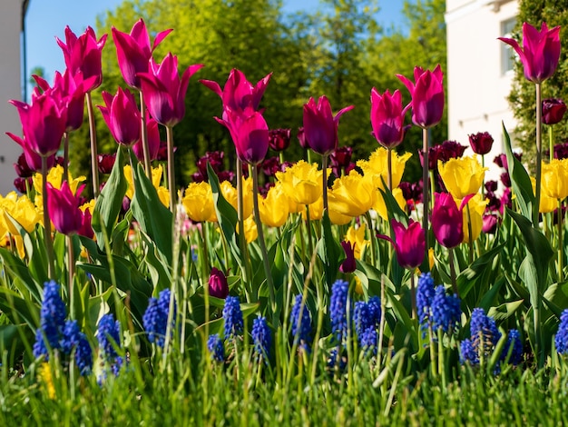 Kwitnące fioletowe i żółte tulipany i muscari