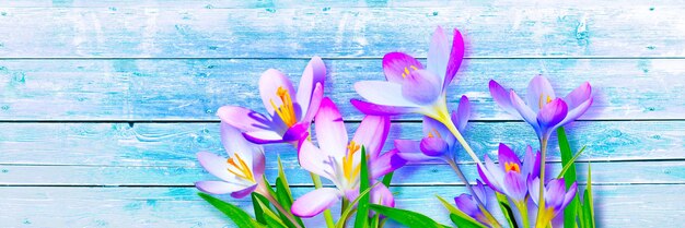 Kwitnące fioletowe krokusy w delikatnym świetle w słoneczny wiosenny dzień