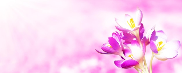 Kwitnące fioletowe krokusy w delikatnym świetle w słoneczny wiosenny dzień