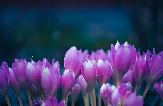 Kwitnące fioletowe krokusy w ogrodzie