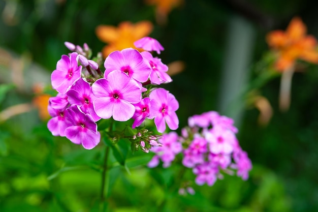 Kwitnące fioletowe kwiaty floks paniculata Pęczki fioletowego floksa na łóżku w letnim ogrodzie
