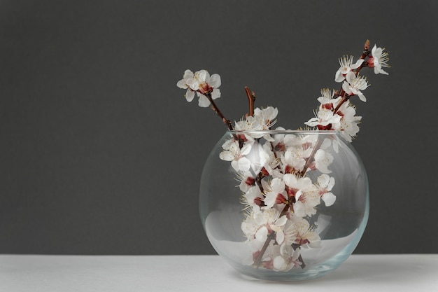 Kwitnące gałązki drzewa morelowego w wazonie na szarym stole. Decor Minimalizm.
