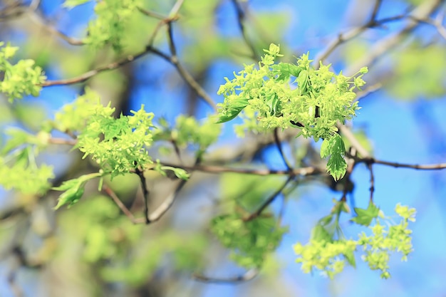kwitnące gałązki klonu, wiosenne kwiaty szczegółowo na gałęzi drzewa