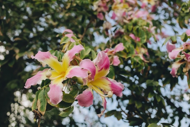 Kwitnące gałęzie drzewa magnolii w Kairze w Egipcie natura kwitnąć tło