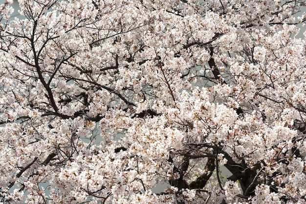 Kwitnące gałęzie drzewa sakura Tło jasnoszare Zbliżenie Ujęcie poziome