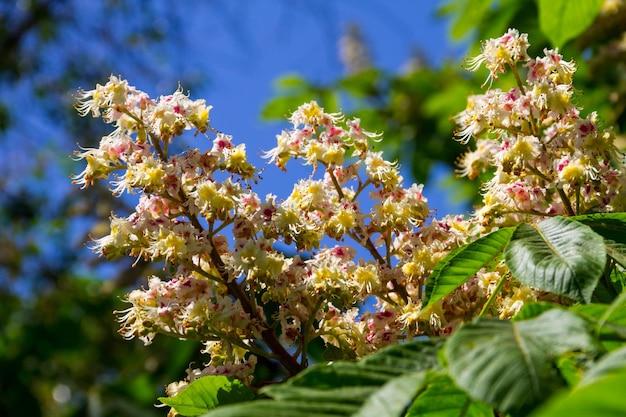 Zdjęcie kwitnące gałęzie kasztanowca aesculus hippocastanum