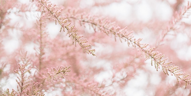 Kwitnące gałęzie krzewu tamaryszkowego i niebo Wiosna przewiewne tło z różowymi roślinami kwitnącymi Zbliżenie miękkie selektywne skupienie