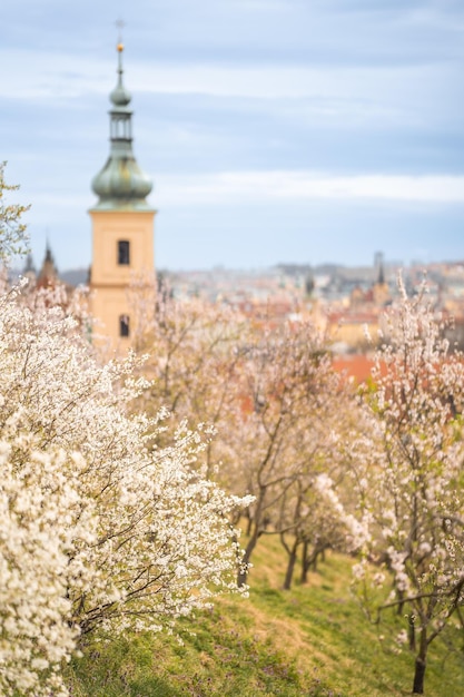 Kwitnące gałęzie pokryte kwiatami malowniczy pejzaż miejski praga wiosną kwitnący park jabłkowy p