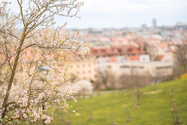 Kwitnące gałęzie pokryte kwiatami malowniczy pejzaż miejski praga wiosną kwitnący park jabłkowy p