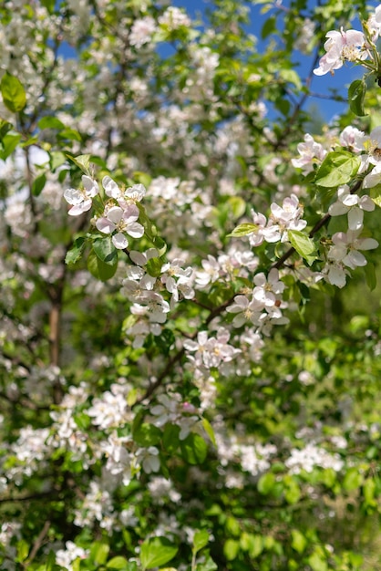 Kwitnące jabłonie wiosną. Gałęzie jabłoni z białymi kwiatami.