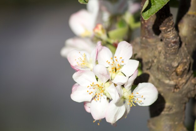 Zdjęcie kwitnące jabłonie. wiosna kwitnienia drzew. apple kwiat drzewa makro