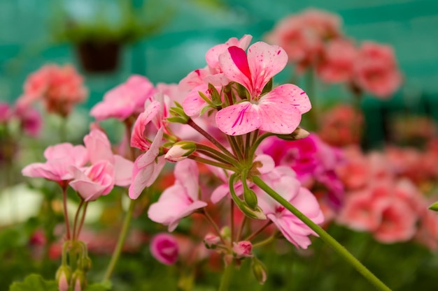 Kwitnące kolory geranium varios