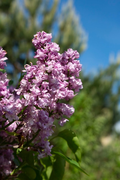 Kwitnące Krzewy Liliowe Odmiany Syringa Vulgaris Z Zielonymi Liśćmi W Ogrodzie