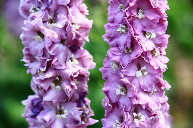 Zdjęcie kwitnące kwiaty delphinium lub candle delphinium lub english larkspur lub tall larkspur