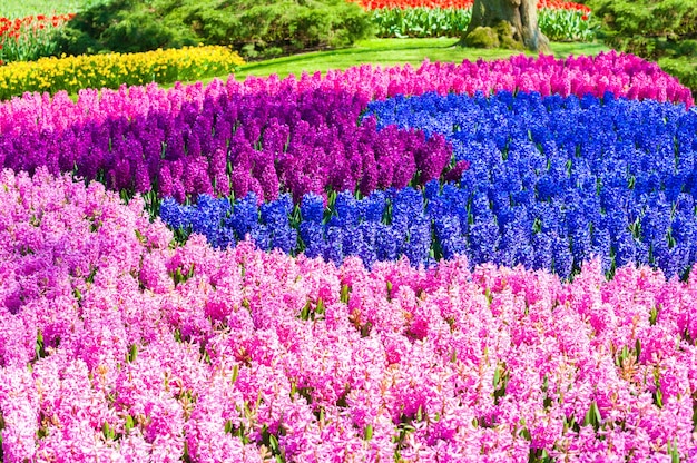 Kwitnące kwiaty hiacyntowe. Selektywne skupienie. Park kwiatowy Keukenhof w Holandii, Europa w kwietniu 2017 r.