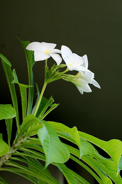 Kwitnące kwiaty i pąki Plumeria Pudica lub Plumeria Fiddle Leaf