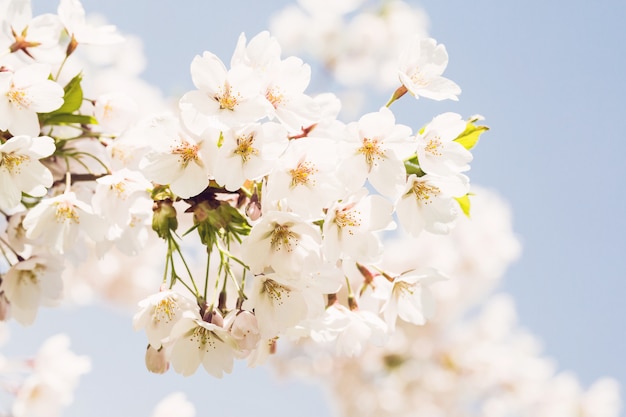 Kwitnące kwiaty japonii sakura. Wiśniowe drzewo gałąź. Selektywna ostrość