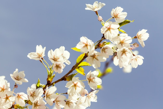 Kwitnące kwiaty japonii sakura. Wiśniowe drzewo gałąź