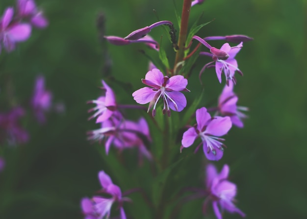 Kwitnące kwiaty sally. Epilobium angustifolium, kwiat epilobium, wierzbówka alpejska purpurowa.