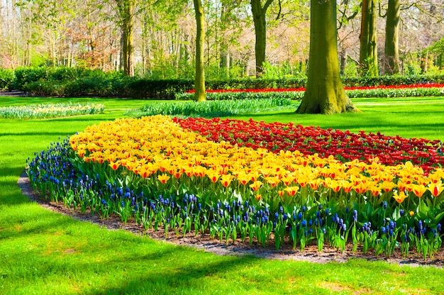 Kwitnące kwiaty tulipanów w parku kwiatowym Keukenhof, Holandia