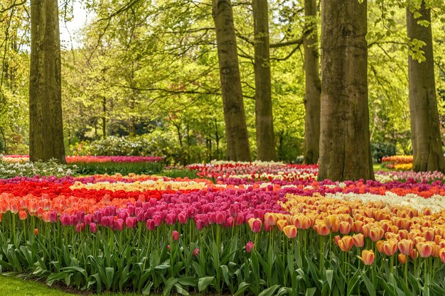 Kwitnące kwiaty w parku Keukenhof