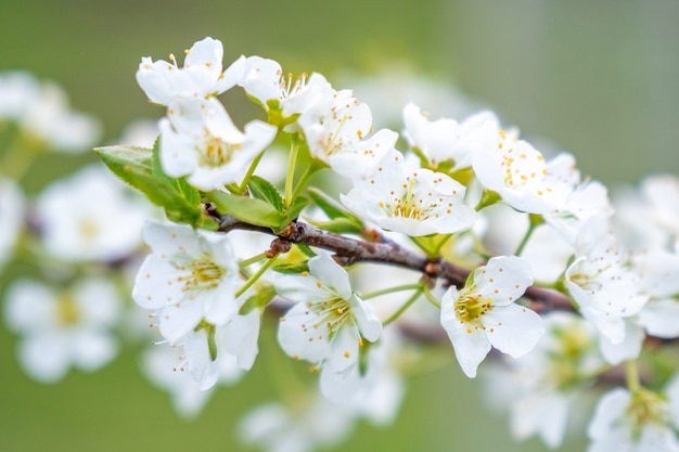 kwitnące kwiaty wiśni na wiosnę, makro, natura.