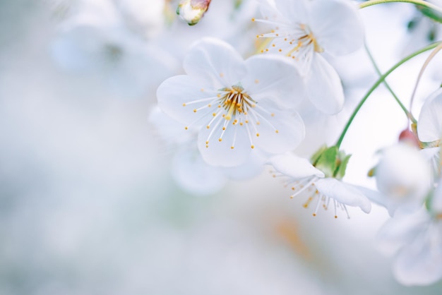 Kwitnące kwiaty wiśni w okresie wiosennym, naturalne sezonowe tło kwiatowy. Obraz makro