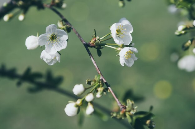 Kwitnące Kwiaty Wiśni Wiosną Naturalne Sezonowe Tło Kwiatowe