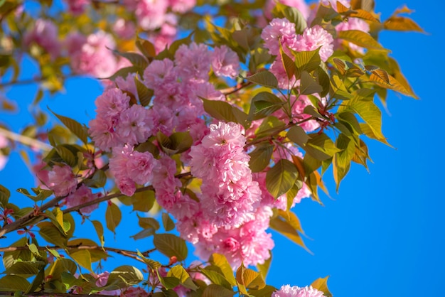 Zdjęcie kwitnące kwitnące gałęzie wiśni sakura na wiosnę