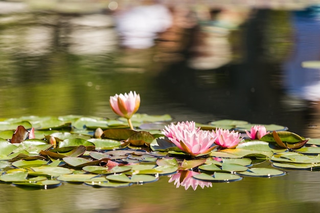 Kwitnące lilie wodne w różnych kolorach w ogrodzie wodnym.