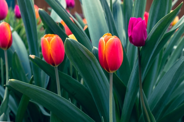 Kwitnące Pąki Czerwonych Tulipanów Posadzone W Ziemi Miasto Kwietnik Z Tulipanami