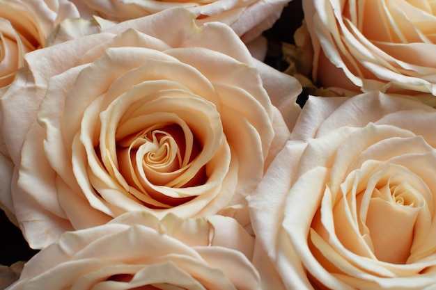Kwitnące pąki róż z bliska bukiet gratulacyjny