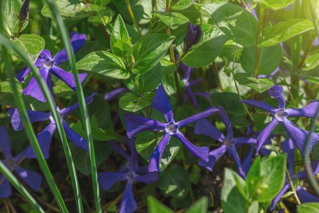 Kwitnące periwinkle rosną w ogrodzie Wiosenne ogrodnictwo koncepcja zewnętrzna tło kwiatowy styl Piękna natura tapeta