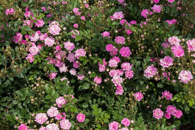 Kwitnące piękne kolorowe róże w ogrodzie